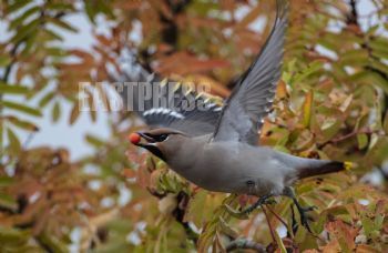 EA309320, Eastpress , Porvoo, Finland